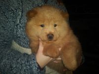 Chow Chow Puppies for sale in Chesnee, SC 29323, USA. price: NA