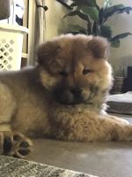 Chow Chow Puppies for sale in 2497 Starling Dr, Paso Robles, CA 93446, USA. price: NA