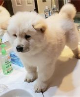 Chow Chow Puppies for sale in Helena, MT, USA. price: NA