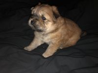 Chow Chow Puppies for sale in Inwood, WV 25428, USA. price: NA