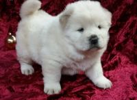 Chow Chow Puppies for sale in Bethany, LA 71007, USA. price: NA