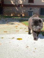 Chow Chow Puppies for sale in Cockeysville, MD, USA. price: NA