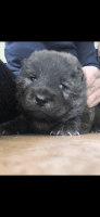 Chow Chow Puppies for sale in Pomona, CA, USA. price: NA