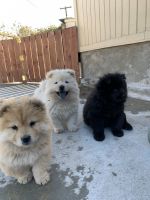 Chow Chow Puppies for sale in San Diego, CA, USA. price: NA
