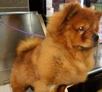Chow Chow Puppies for sale in Mukilteo, WA, USA. price: NA