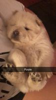 Chow Chow Puppies for sale in Vanderbilt, PA, USA. price: NA