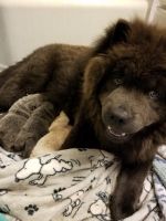 Chow Chow Puppies for sale in Fairfax, VA, USA. price: NA