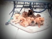 Chow Chow Puppies for sale in Albuquerque, NM, USA. price: NA