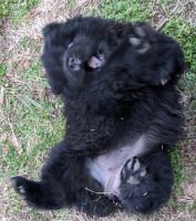 Chow Chow Puppies for sale in Elizabeth City, NC 27909, USA. price: NA