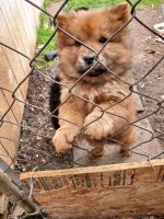 Chow Chow Puppies for sale in Sea World Dr, San Antonio, TX 78251, USA. price: NA