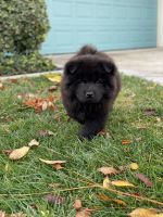 Chow Chow Puppies for sale in Chula Vista, CA 91915, USA. price: NA