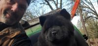 Chow Chow Puppies for sale in Meadow Vista, CA, USA. price: NA