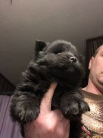 Chow Chow Puppies for sale in West Finley, PA 15377, USA. price: NA