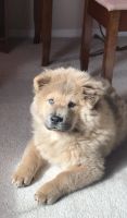 Chow Chow Puppies for sale in Tigard, OR, USA. price: NA