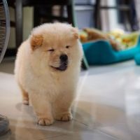 Chow Chow Puppies for sale in New York Times Bldg, 620 8th Ave, New York, NY 10018, USA. price: NA