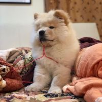 Chow Chow Puppies for sale in N Central Ave, Glendale, CA, USA. price: NA