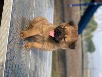Chow Chow Puppies for sale in 11623 Carvel Ln, Houston, TX 77072, USA. price: NA