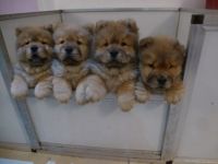Chow Chow Puppies for sale in San Francisco, CA, USA. price: NA