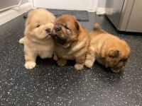 Chow Chow Puppies for sale in Seattle, WA, USA. price: NA