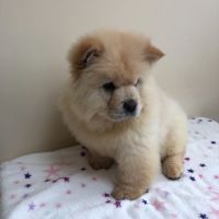 Chow Chow Puppies for sale in Virginia City, NV 89440, USA. price: NA