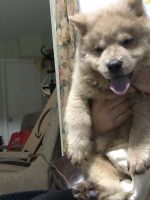 Chow Chow Puppies for sale in Homestead, FL, USA. price: NA