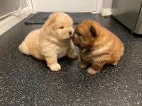 Chow Chow Puppies for sale in Florence, OR 97439, USA. price: NA