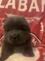 Chow Chow Puppies for sale in Meridian, MS, USA. price: NA