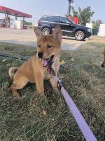 Chow Chow Puppies for sale in Gretna, NE 68028, USA. price: NA