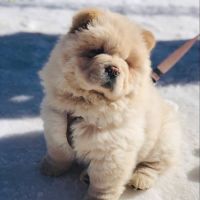 Chow Chow Puppies for sale in Mountain View, Mountain View, CA 94043, USA. price: NA