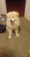 Chow Chow Puppies for sale in Newark, OH, USA. price: NA