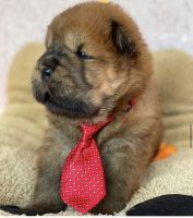 Chow Chow Puppies for sale in New York, NY, USA. price: NA