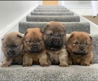 Chow Chow Puppies for sale in Massachusetts Ave, Arlington, MA, USA. price: NA
