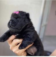 Chow Chow Puppies for sale in Massachusetts Ave, Arlington, MA, USA. price: NA