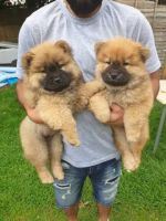 Chow Chow Puppies for sale in Sitka, AK 99835, USA. price: NA