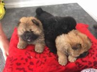 Chow Chow Puppies for sale in Bullhead City, AZ 86442, USA. price: NA