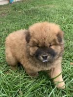 Chow Chow Puppies for sale in Blairs Mills, PA 17213, USA. price: NA