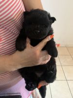 Chow Chow Puppies for sale in 4022 Weems St, Houston, TX 77009, USA. price: NA