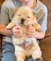 Chow Chow Puppies for sale in Anchorage, AK, USA. price: NA