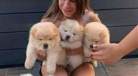 Chow Chow Puppies for sale in Clear Lake, WI, USA. price: NA