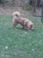 Chow Chow Puppies for sale in Buffalo, MN 55313, USA. price: NA
