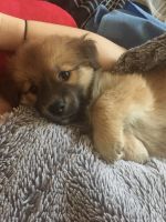 Chow Chow Puppies for sale in Palm Springs, CA 92262, USA. price: NA