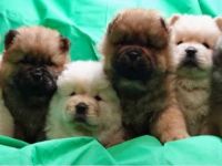 Chow Chow Puppies for sale in Indianapolis, IN, USA. price: NA