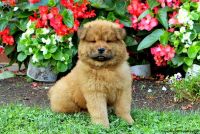 Chow Chow Puppies for sale in Everett, MA 02149, USA. price: NA