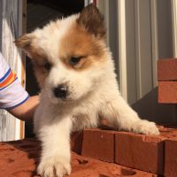 Chow Chow Puppies for sale in Beggs, OK, USA. price: NA