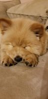 Chow Chow Puppies for sale in Garland, TX, USA. price: NA