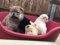 Chow Chow Puppies for sale in 440 W 114th St, New York, NY 10025, USA. price: NA
