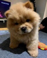 Chow Chow Puppies for sale in Arlington, TX, USA. price: NA