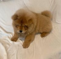 Chow Chow Puppies for sale in Great Falls, SC 29055, USA. price: NA