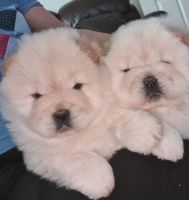 Chow Chow Puppies for sale in Kent, WA 98032, USA. price: NA