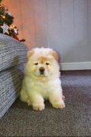 Chow Chow Puppies for sale in California City, CA, USA. price: NA